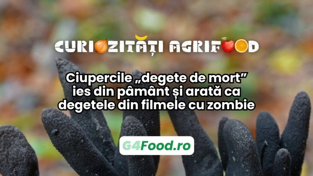 Curiozități agrifood 23 ianuarie | Ciupercile „degete de mort” ies din pământ și arată ca mâinile din filmele cu zombii