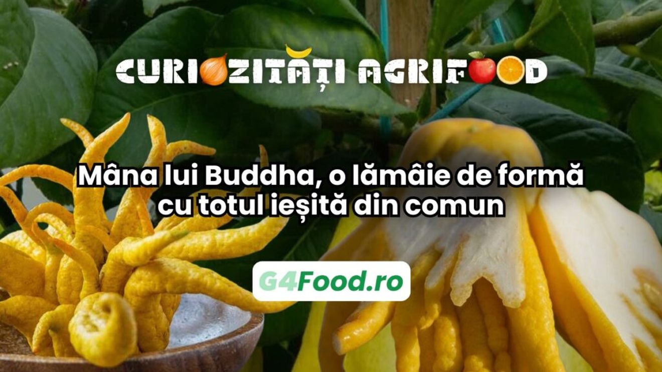 Curiozități agrifood - 17 februarie: Mâna lui Buddha, o lămâie de formă cu totul ieșită din comun