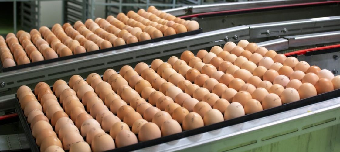 66.000 de ouă, puse sub sechestru de DSVSA Vaslui înainte de Paște. Autoritățile avertizează asupra produselor cu proveniență incertă