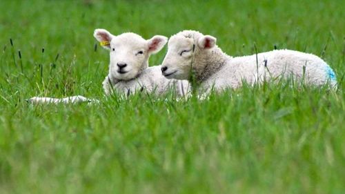 Presa grecească despre efectele pestei ovine: Mieii româneşti şi spanioli sunt la un preţ exorbitant / Pesta ovină se extinde în Grecia/ În stare de alertă se află şi România