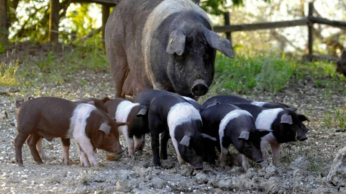 Doar 3.000 de exemplare au mai rămas. Rasa de porci cinta senese, varianta italiană a mangaliței, la un pas de dispariție din cauza pestei porcine