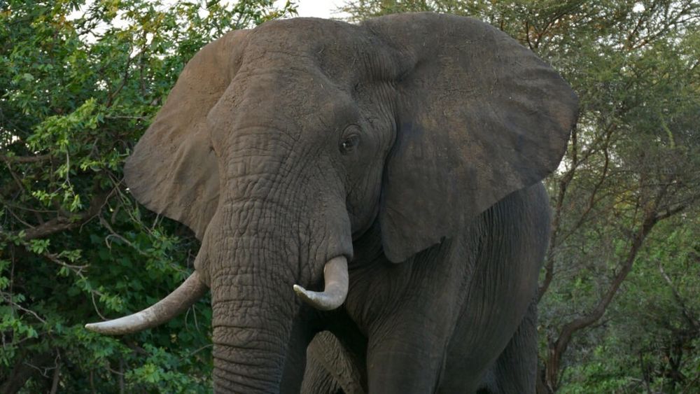 Foametea își arată colții: 200 de elefanți vor fi sacrificați in Zimbabwe, pentru carne, nu pentru fildeș!