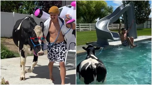 „Bruce”, vaca de la o fermă care a devenit o senzație pe internet / Animalul adoră să se scalde în piscină în zilele toride