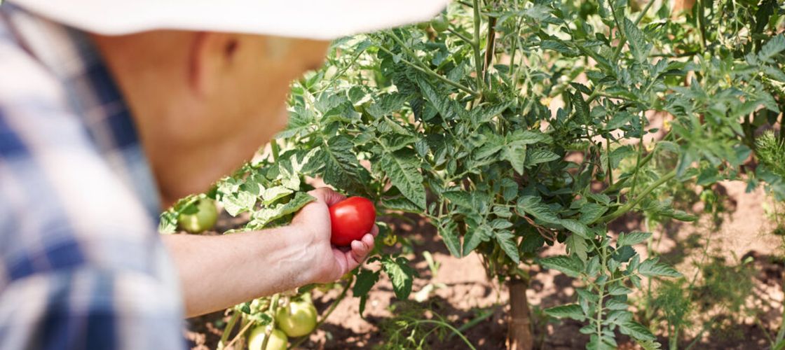 Canicula face victime pe câmpurile din Italia / Un muncitor român de 19 ani a murit în timp ce culegea roșii / Alți patru lucrători italieni agricoli au murit din cauza căldurii
