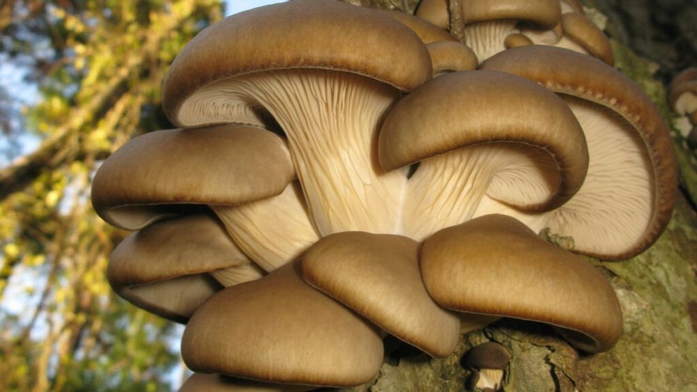 Trei dintre cele mai sănătoase ciuperci pe care le poți consuma / Te protejează de boli de inimă, inflamație și cancer