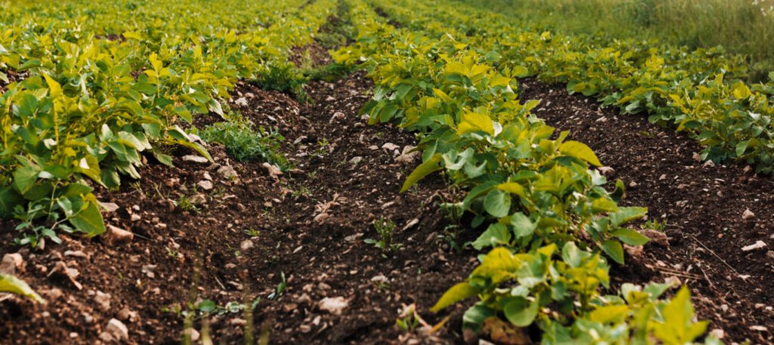 Producătorii francezi de cartofi se confruntă cu un început de sezon dificil: Canicula a afectat producția, iar depozitarea ar putea deveni o problemă majoră