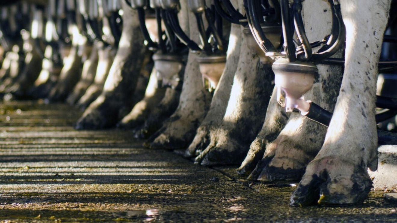 Producția de lapte din SUA a crescut cu 33% în ultimele două decenii, în ciuda scăderii numărului de ferme / Tehnologia joacă un rol important