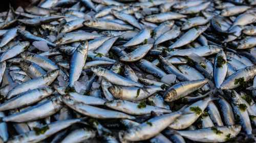 Proprietarii de pensiuni din Deltă cer autorităţilor soluţii pentru a le oferi turiştilor peşte proaspăt, dar pe care să îl congeleze