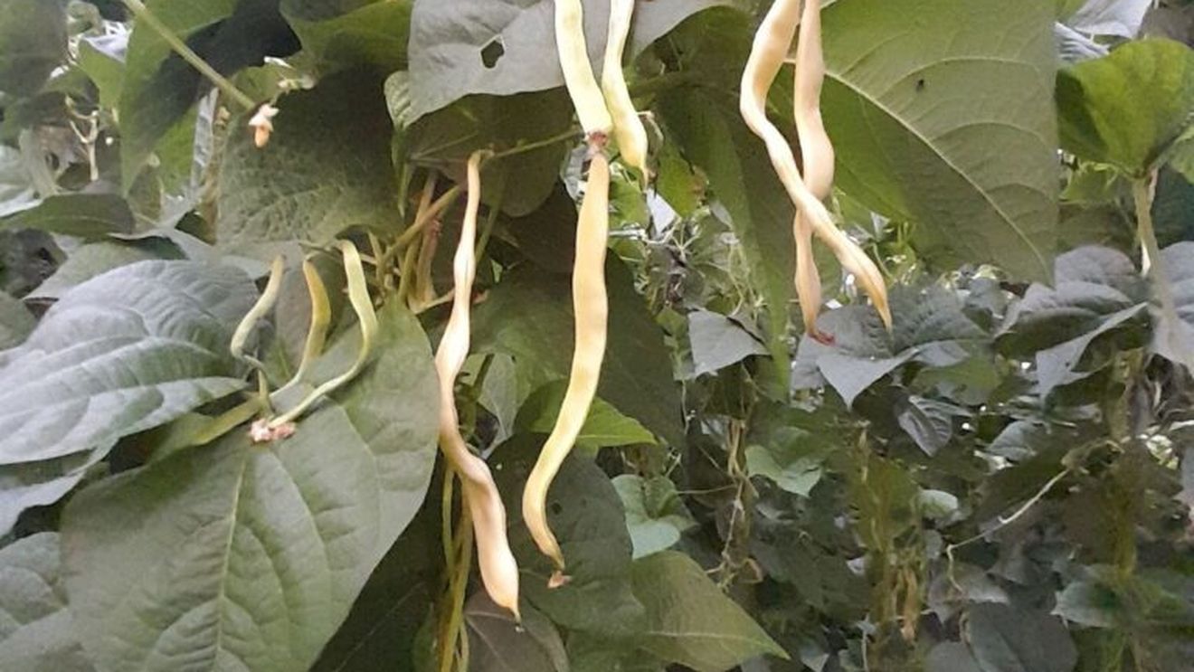 LEGUMICULTORI FERICIȚI: familia Barabas din județul Sibiu afirmă că ”toată recolta produsă până acum a fost vândută”; vezi în articol unde au fost locurile de vânzare