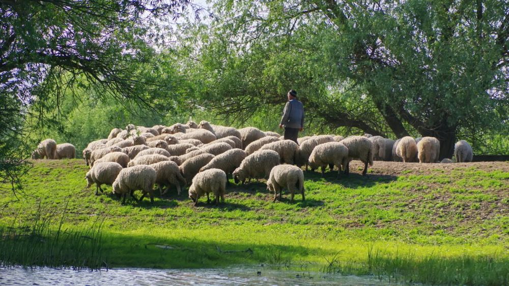 Transport de ovine vii în valoare de peste 1.800.000 de euro efectuat pe piața iordaniană / România se menține pe primul loc în clasamentul european