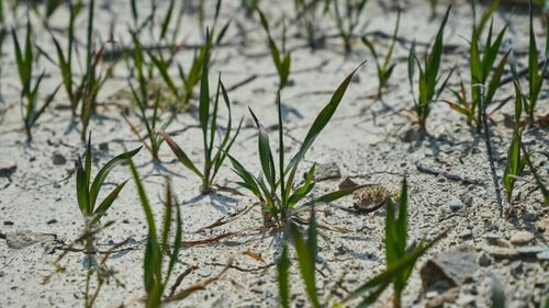 Problemele fermierilor români nu sunt singulare. 6 regiuni din Spania cer guvernului Sanchez să îi despăgubească pe agricultori pentru a contracara efectele secetei