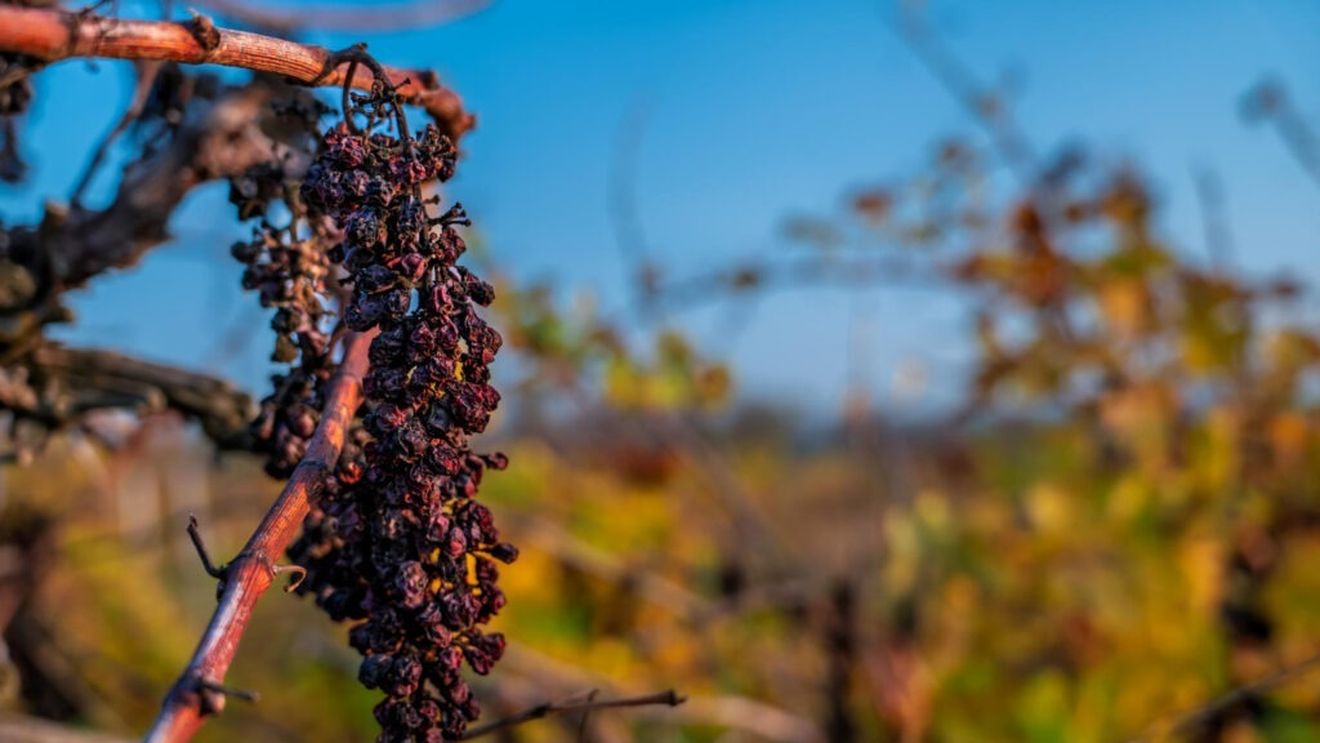 Criză fără precedent în podgoriile Franței / Producătorii de vin spun că luptă pentru supraviețuire în fața pierderilor masive / Cele mai slabe recolte din ultimii 70 de ani
