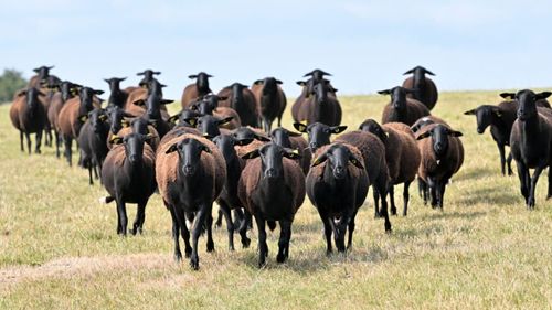 Carnea unei rase de ovine din Franța, salvată de la dispariție, este acum delicatesă pe masa de Paște a credincioșilor catolici