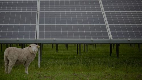 Oile, folosite tot mai mult în parcurile solare din Massachusetts pentru a împiedica creșterea vegetației / Caprele, evitate din cauza tendințelor „destructive”