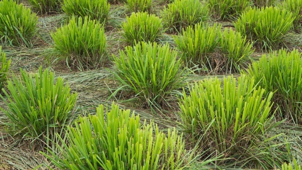 10 plante aromatice împotriva țânțarilor de plantat în grădină sau pe terasă