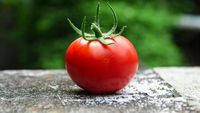 Primele amprentări genetice la tomate au fost realizate la Buzău / Cercetătorii vor să creeze o bibliotecă virtuală pentru protejarea soiurilor românești