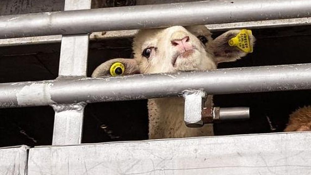 VIDEO Mieii din România, destinați sacrificării de Paște în Italia, opriți la graniță / Un șofer a fost amendat cu 3.300 de euro pentru că animalele nu aveau spațiu suficient și  sistemul de adăpare nu se putea utiliza