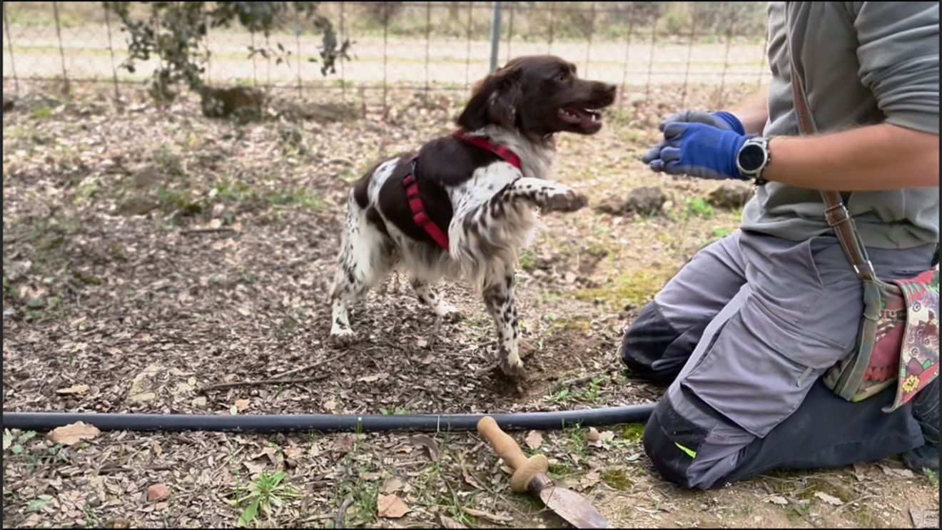VIDEO | Câinele care găsește trufa nu are voie să sape după ea/ „Trebuie doar să curețe pământul în jur. Primește o recompensă de fiecare dată când găsește o trufă”
