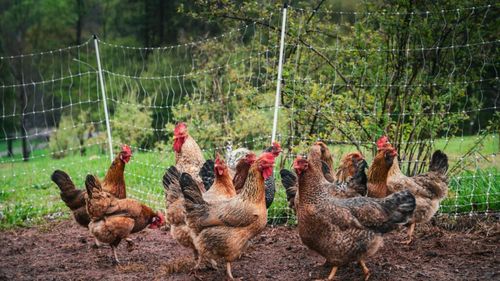 La Mihail Kogălniceanu a fost raportat un focar de gripă aviară