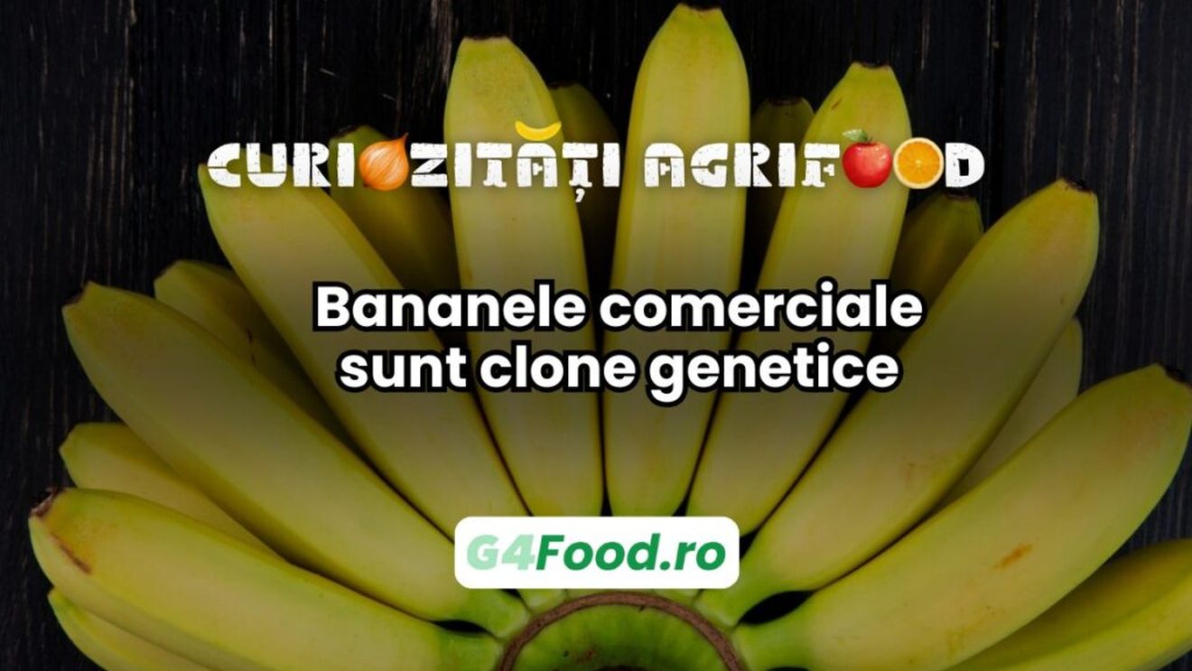 Curiozitate agri-food: Bananele comerciale sunt clone genetice / Practic, aproape toate bananele sunt din aceeași plantă din punct de vedere genetic