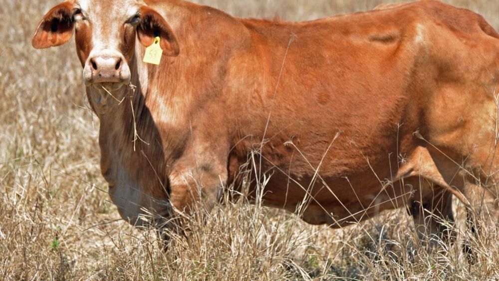 Seceta extremă amenință crescătorii de bovine din Marea Britanie / Fermierii se luptă să hrănească vitele în câmpuri uscate și cheltuiesc mii de lire suplimentare pentru hrana animalelor, punând presiune pe prețurile cărnii de vită
