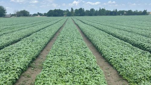 „Co-Farmer”, soluția dezvoltată de o companie spaniolă care folosește inteligența artificială pentru a reduce consumul de apă și energie în agricultură / „Această tehnologie nu este un lux, ci o necesitate pentru a rămâne competitiv”