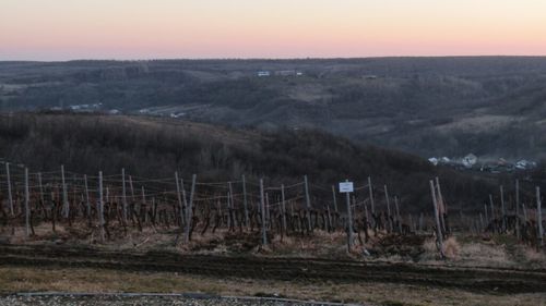 REPORTAJ | De ce este zona Drăgășani un reper de neratat pe harta turismului gastro-viticol al României