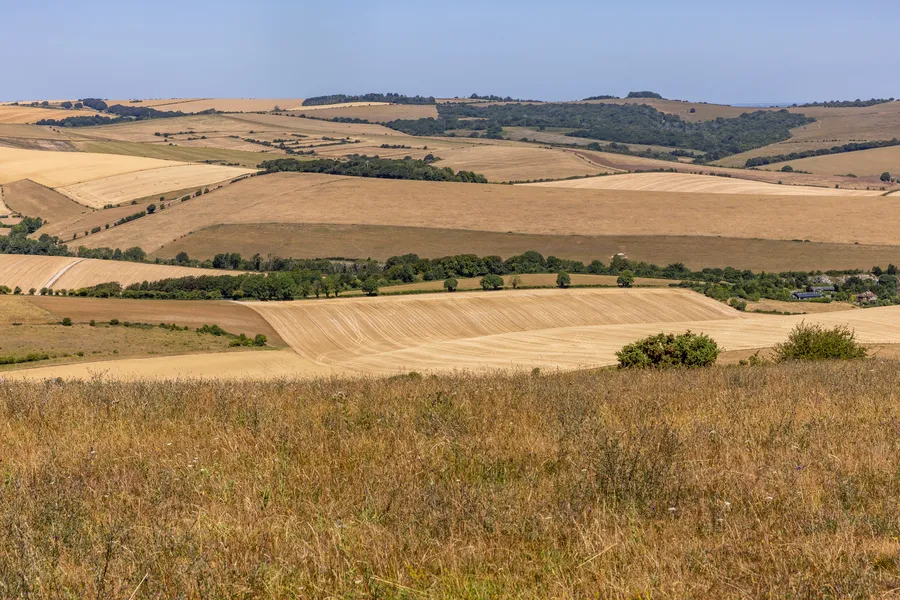 canicula-agricultura-recolte-preturi-alimente-scumpiri-alimente-romania-agricultura-romania-recolta-de-porumb-cereale-porumb-ulei-de-masline-floarea-soarelui-seceta-incendii-de-vegetatie-fermieri-productie-agricola-agricultura-europeana-comisia-europeana-cezar-gheorghe-schimbari-climatice