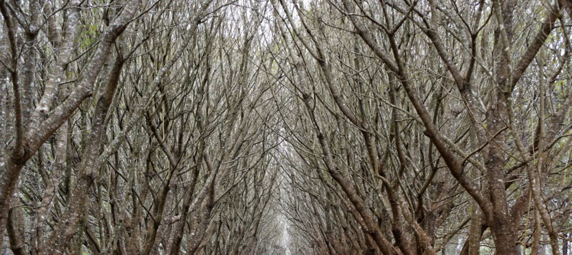O bacterie a distrus milioane de măslini în Italia / Regiunea Puglia caută soluții după pierderea a milioane de arbori