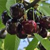 Producător de cireșe ecologice, apel disperat: „Deși producem local și bio, nu am reușit să ajungem în supermarketuri” / Proprietarul livezii ecologice din Giurgiu cere ajutorul consumatorilor pe rețelele sociale