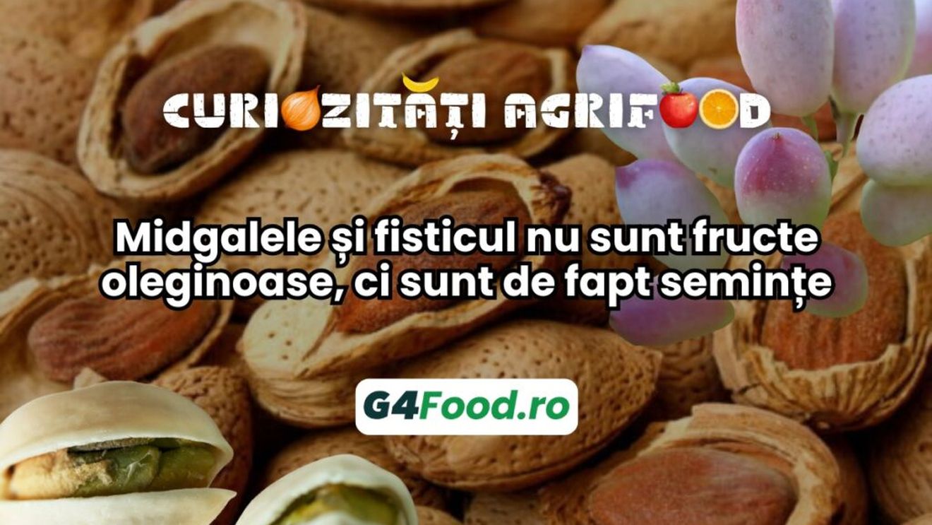 Curiozități agrifood – 31 octombrie: Midgalele și fisticul nu sunt fructe oleginoase, ci sunt de fapt semințe