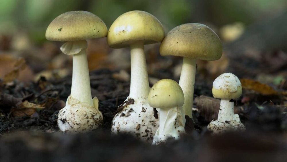 Descoperire revoluționară: Furnicile au început să cultive ciuperci la scurt timp după impactul asteroidului care a provocat extincția dinozaurilor în urmă cu 66 de milioane de ani