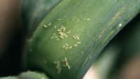 Șase dăunători care pot distruge grădina de legume la începutul verii / Semnele care ar trebui să te pună în alertă