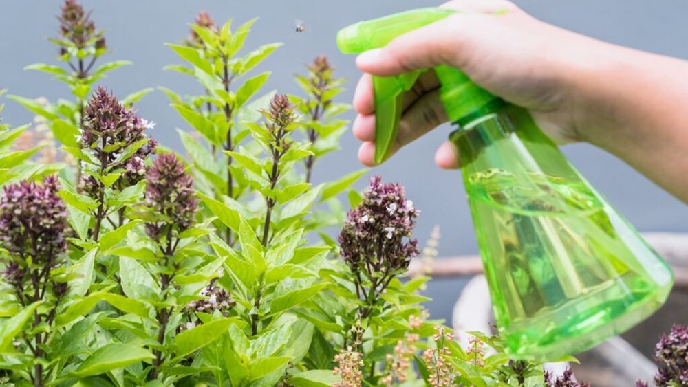 Cum poți elimina buruienile fără erbicide / Soluția preparată din trei ingrediente pe care le ai deja în bucătărie