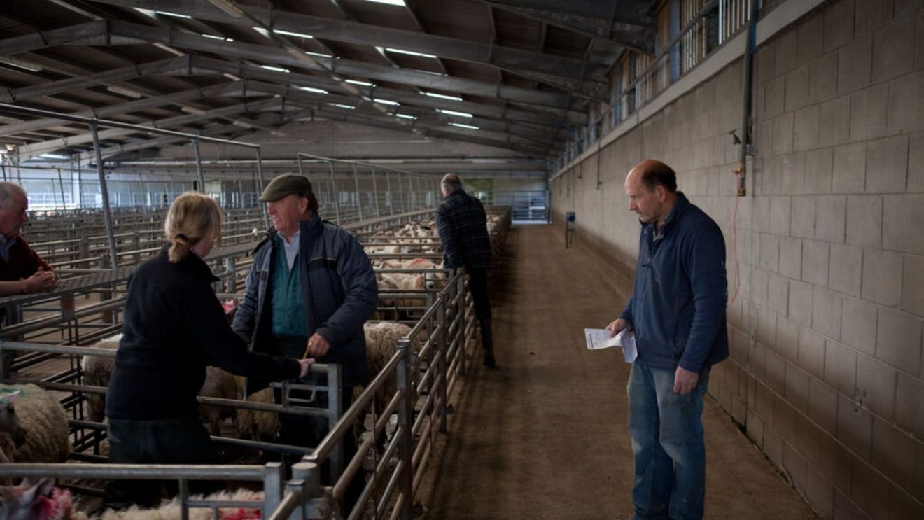 Încep controalele în fermele de animale, anunță Agenția Națională pentru Zootehnie / „Este foarte important ca fiecare fermier să se simtă nu obligat, ci apărat de legea din România”