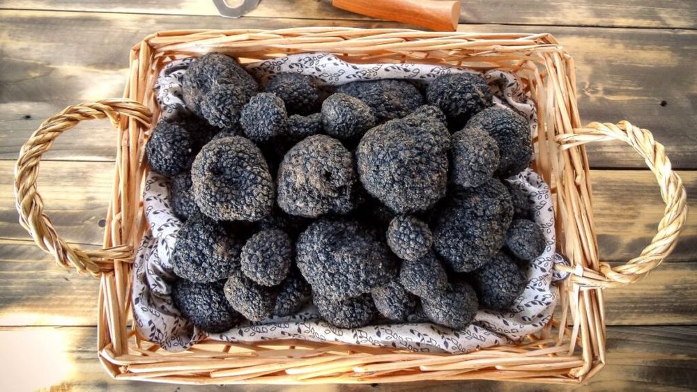 VIDEO | Oricât ai ști despre trufele negre e posibil să nu fie adevărat/ Producător: Dacă la restaurant nu-ți rade trufa în față, cel mai probabil e ceva cu aromă de trufă, nu produsul autentic