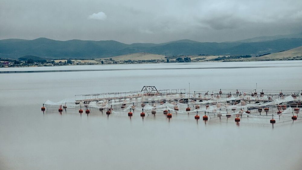 Legea care reglementează activitatea de acvacultură, adoptată de Parlament / Actul normativ merge la promulgare