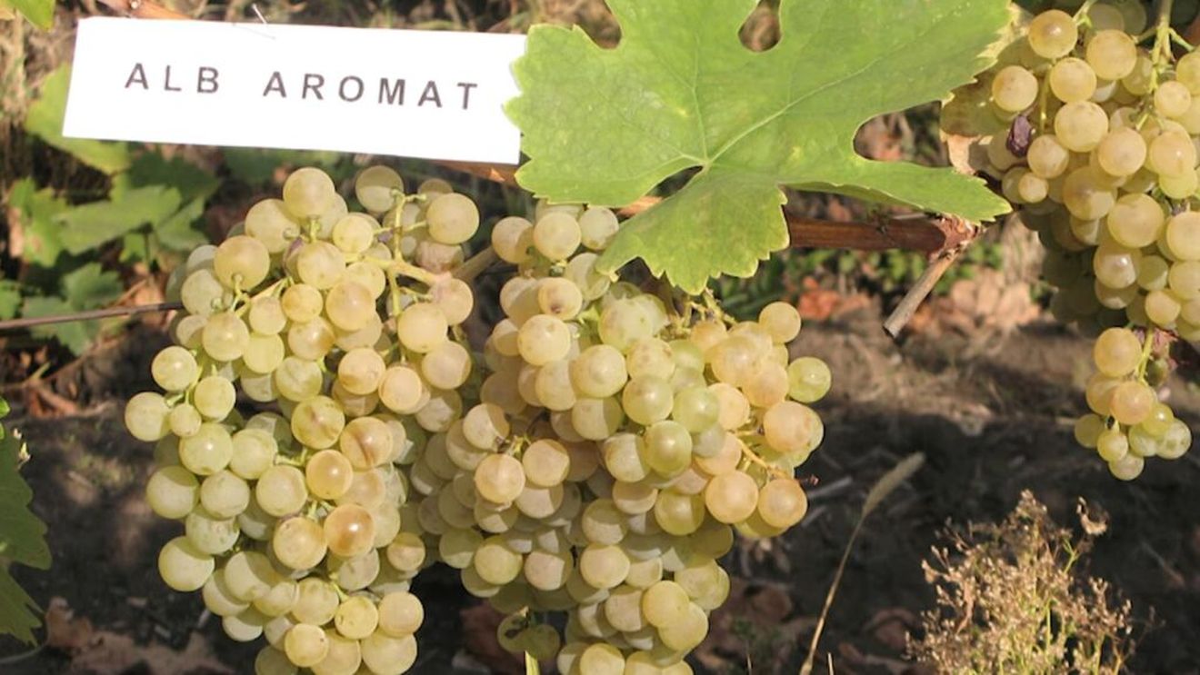 Alb Aromat, soiul de struguri unic creat la Stațiunea Pietroasa. Ce secrete are „copilul” Tămâioasei Românești (VIDEO)