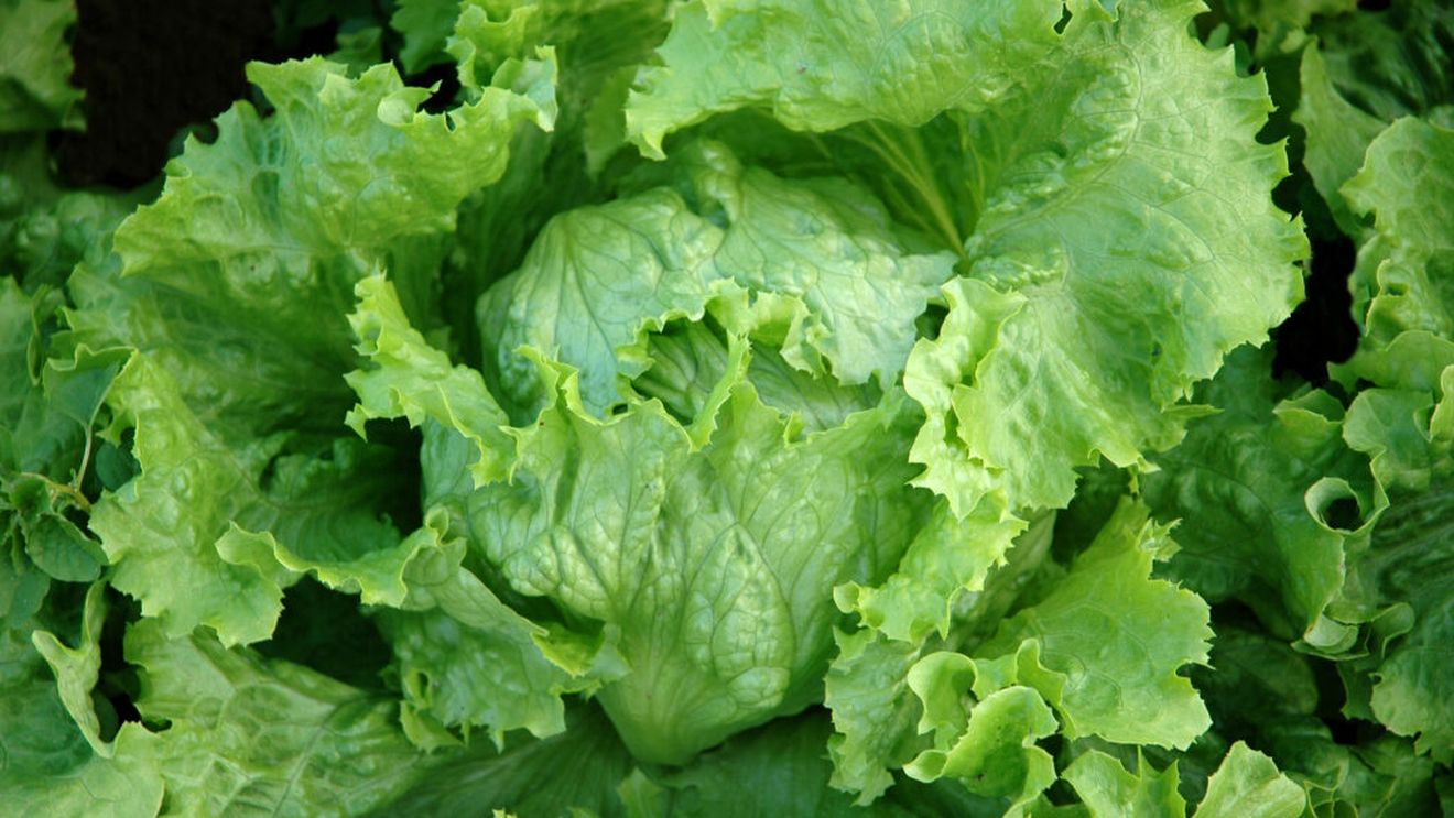 Primele decese asociate focarului de ciclosporiază din SUA. Peste 18.000 de cazuri sunt investigate, iar o salată iceberg a fost retrasă de pe piață