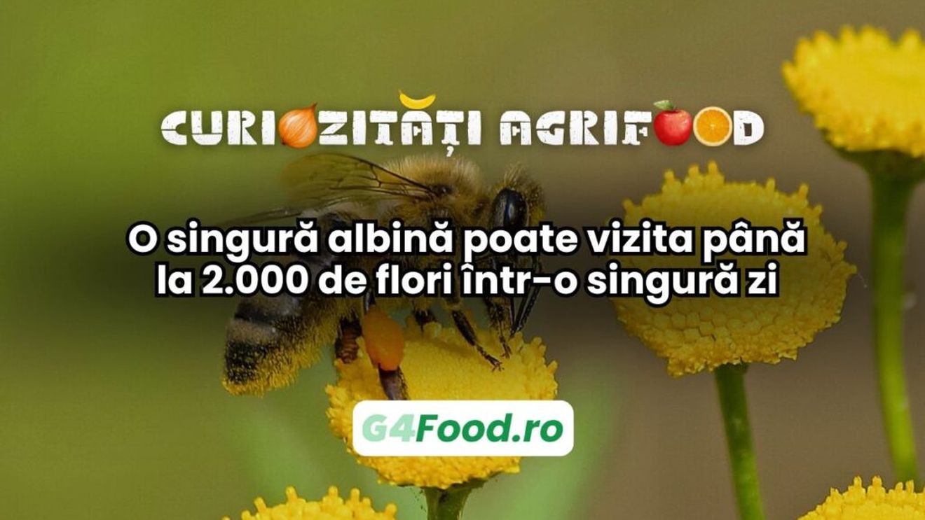 Curiozități agrifood - 20 mai | O singură albină poate vizita până la 2.000 de flori într-o singură zi