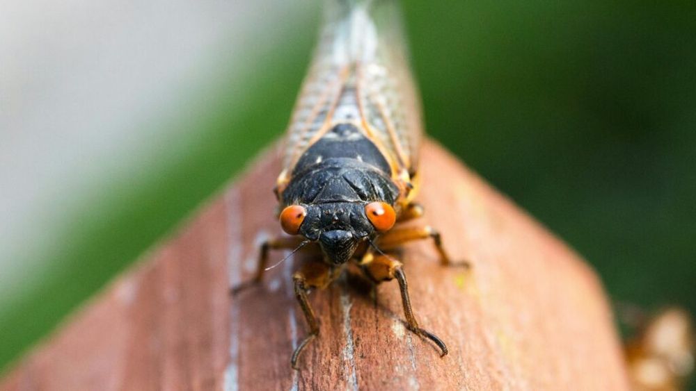 Ministrul Mediului, despre schimbările climatice care afectează România: În Sahara Olteniei pierdem anual 1.000 de hectare de terenuri arabile / Cicadele, insecte specifice Greciei, încep deja să fie prezente în Bucureşti