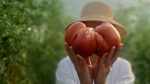 Tomată în greutate de 1.220 de grame, recordul Staţiunii de Cercetare-Dezvoltare pentru Legumicultură Buzău