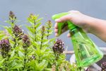 Cum poți elimina buruienile fără erbicide / Soluția preparată din trei ingrediente pe care le ai deja în bucătărie