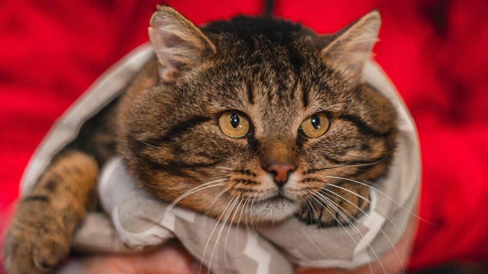 Sondaj despre obezitatea animalelor de companie în 2023: Proprietarii nu știu că problema există, iar veterinarii se tem să vorbească