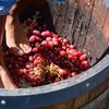Festival al vinului, organizat în premieră lângă locul unde a fost descoperit Tezaurul de la Pietroasele / Buzău Wine Fest începe cu tradiționala zdrobire a strugurilor cu picioarele goale