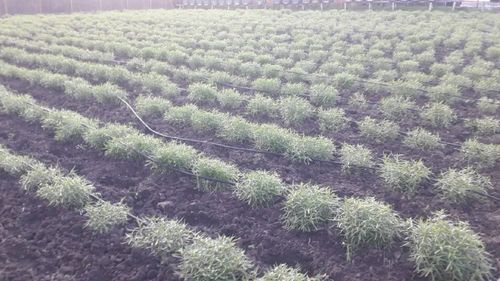 Tarhonul poate fi cultivat și în ghiveci / Pervazurile luminoase sau pe balcon, locuri ideale pentru a fi ținut