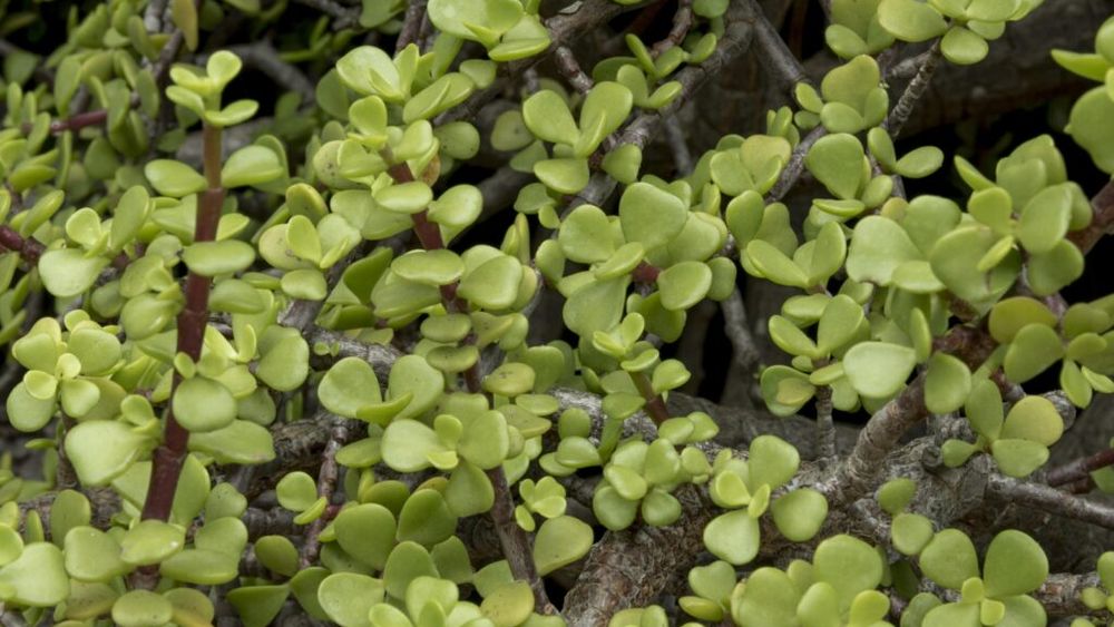 Cum faci un pesto de iarbă grasă? Tot ce nu știai despre Portulaca, pe care toți o iau drept buruiană, o elimină din grădină și o aruncă deși e plină de proprietăți