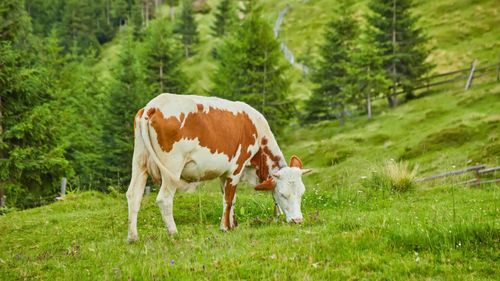 Fermierii din Bucovina se tem că vor rămâne fără piață pentru lapte după 1 august / Ei fac un apel public către procesatori și investitori