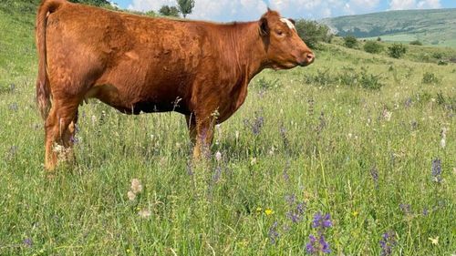 Sălaj: Scăderi semnificative ale efectivelor de animale în ultimii ani, cu excepţia bovinelor, unde s-a observat o creştere de 13%