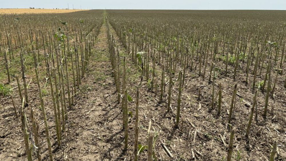 OPINIE Managementul riscurilor în agricultură: câteva lucruri pe care ar trebui să le facă statul și fermierii români